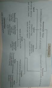 draw flow diagram of plant tissues brainly in