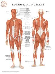 Anatomy Of The Muscular System Anatomical Wall Chart