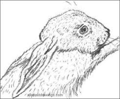 Here are 40 easy animal sketch drawing ideas for inspiration, with some ideas to try and help you and some talk of the lessons i have learnt myself. Animal Drawings