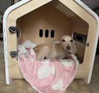 Designer Dog House Indoor Dog House Wooden Dog House Modern ...