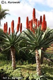 Image result for Aloe excelsa