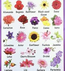List of flower names with pictures of flowers and example sentences. Write The Names Of Any 20 Flowers Ku City Grade Ukg Facebook