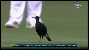 This was, most likely, in reference to the tail or beak. Magpie Attacking A Hare Leveret Gif Gfycat