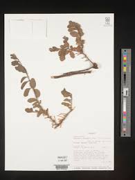 Image result for Oliverella rubroviridis