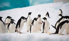 They are really cute and very used to people.… What Animals Live In Antarctica Aurora Expeditions