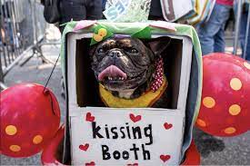 Favorite Things Friday August 24 2018 Dog Costumes Funny Dog Halloween Diy Dog Costumes