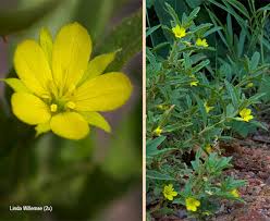 Image result for Afroqueta