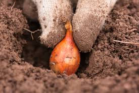 It was applied to the ground in spring and a. How To Plant Onion Sets In Spring And Why It S Better Than Using Seeds