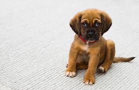 Pet polyester carpet is a great selection for any home. Best Flooring For Cats Dogs Carpets In The Park Chicago