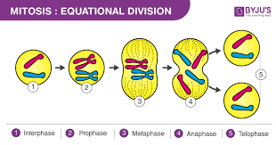 What Is Mitosis Definition Diagram And Stages Of Mitosis