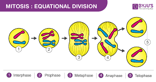 what is mitosis definition diagram and stages of mitosis