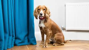 5 dog's emotion exercise · without force / harsh way Dog Puberty What You Need To Know Purina