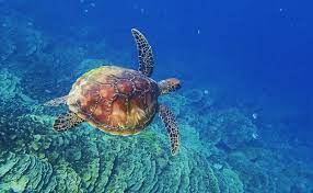 Green Sea Turtle Scuba Diving Gab Gab Beach Guam Green Sea Turtle Green Sea Turtle