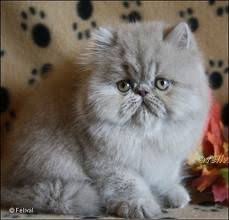 Pin On Exotics Cats That Is