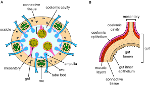 Maybe you would like to learn more about one of these? Frontiers Beyond Adult Stem Cells Dedifferentiation As A Unifying Mechanism Underlying Regeneration In Invertebrate Deuterostomes Cell And Developmental Biology