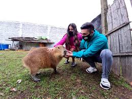 See what people are saying and join the conversation. Ambiente Libero Una Ejemplar De Carpincho Que Fue Entregada De Manera Voluntaria Por Una Familia Que La Tenia Como Mascota Argentina Gob Ar