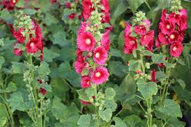 The first year, biennial hollyhocks grow vegetatively; How To Transplant Hollyhocks Garden Lovers Club