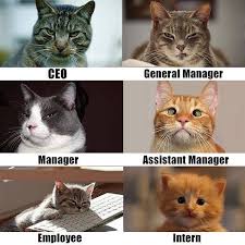 Jobs By Cats Imgur Cats Funny Fun Funnypic Funnypictures Work Job Cats Funny Animal Pictures Cat Memes