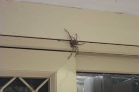Pin By Trudy Han On Australia Huntsman Spider Spiders In Australia Giant Spider