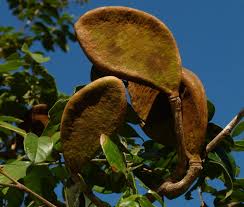 Image result for Xylia torreana