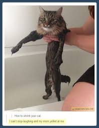 How To Shrink Your Cat Funny Cats Cute Animals Cats