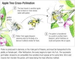 Pollinating Fruit Trees Cookingvideos Co