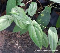 Image result for Dioscorea cotinifolia
