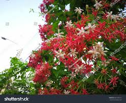 Image result for Cestrum nocturnum