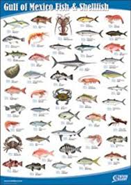 Amazon Com Captain Segulls Fish Species Identification