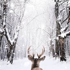 Winterbilder als hintergrund 4k 3840x2160 ultra hd mit rahmen kostenlos download schöne desktop das verlinkte hintergrundbild mit rahmen zum runterladen mit der größe 3840x2160 findet ihr schöne. Voice Of Nature Stag By Nois7 Winter Szenen Winterbilder Bilder