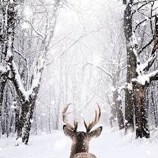 Der startbildschirm von windows 8.1 preview hat sehr viele neue einstellungsmöglichkeiten bekommen und lässt sich deutlich individueller gestalten. Voice Of Nature Stag By Nois7 Winter Szenen Winterbilder Bilder