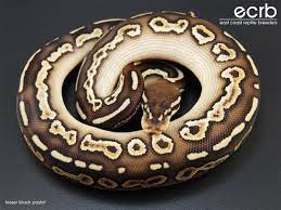 Black Pastel X Lesser Platinum Ball Python Ball Python Ball Python Morphs Cute Snake