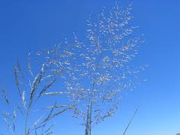 Image result for Eragrostis porosa