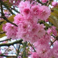 Check spelling or type a new query. Flowering Cherry Urn Burial Tree Pod Cremation Tree The Living Urn