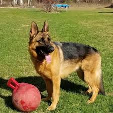 The 1950s tv series the adventures of rin tin tincontributed to the gsd being one of the most beloved and popular dogs in north america and the. German Shepherd Puppies Sales Posts Facebook