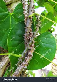 Image result for Tinospora