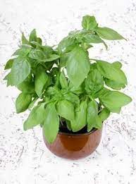 How To Take Care Of An Indoor Basil Plant Ehow Basil Plant Basil Plant Indoors Caring For Basil Plant