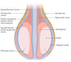 Image result for Scrotum