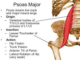 Check spelling or type a new query. Hip Flexors And Hip Extensors Ppt Video Online Download