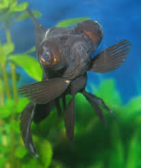 While india is fighting with rising covid cases, the cases of black fungus infection is also rising in several states of india, including bihar. Re Advice For Poorly Black Moors In New Tank Coldwater Help And Advice Fishkeeping