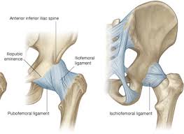 The muscular system consists of the skeletal muscles and their associated structures. Hip Pain Massage Therapy Connections