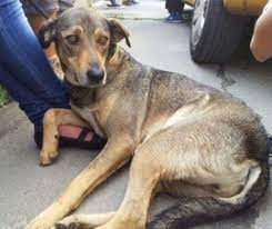 Portalul celor ce iubesc animalele de companie, animaledecompanie.info iti ofera articole despre cresterea cainilor, a pisicilor si a altor animale de companie! Nici MÄƒcar Moartea Nu Ii Va DespÄƒrÅ£i Locul Unde Germanii Se IngroapÄƒ AlÄƒturi De Animalele De Companie Evenimentul Zilei
