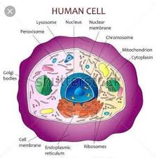 D) all of the above. 30 Label The Human Cell Labels Database 2020