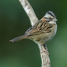 Image result for Zonotriche