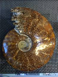 Pagesbusinessesshopping & retailgift shopsilver cove onlinevideoscomplete ammonite fossil, in preparation stage. Fengshui Home Furnishing Money Drawing Large Size Natural Ammonite Fossil Specimen For Home Decoration Rom Madagascar Stones Aliexpress