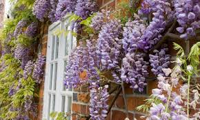 To help you with these codes, we are. Up To 58 Off Scented Wisteria Plant Groupon