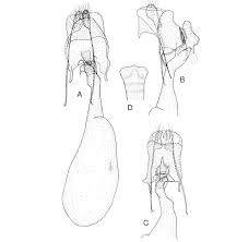 Image result for Timandra griseata