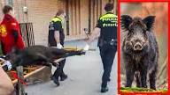 La Policía local de Pozuelo de Alarcón captura un jabalí y lo retira en una  camilla