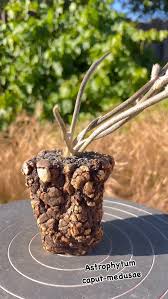 Image result for Euphorbia unicornis