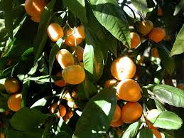 Image result for Citrus reticulata